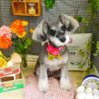 【本店】2021年4月18日のワンちゃん達♪