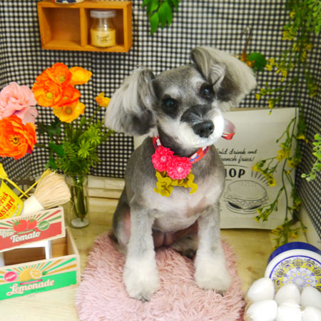 【本店】2021年4月18日のワンちゃん達♪