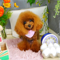 【本店】2021年4月19日のワンちゃん達♪