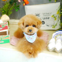 【本店】2021年4月23日のワンちゃん達♪