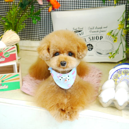 【本店】2021年4月23日のワンちゃん達♪