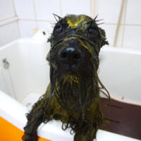 【本店】2021年4月24日のワンちゃん達♪