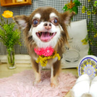 【本店】2021年4月25日のワンちゃん達♪