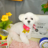 【本店】2021年4月26日のワンちゃん達♪