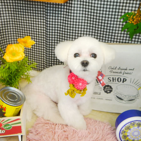 【本店】2021年4月26日のワンちゃん達♪