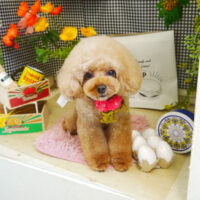 【本店】2021年4月28日のワンちゃん達♪