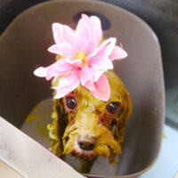 【本店】2021年4月29日のワンちゃん達♪