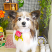 【本店】2021年4月30日のワンちゃん達♪