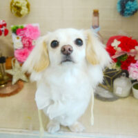 【本店】2021年5月1日のワンちゃん達♪