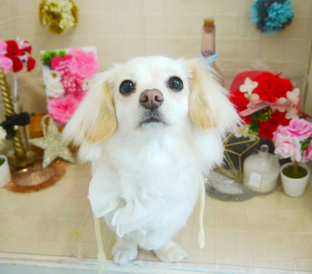 【本店】2021年5月1日のワンちゃん達♪