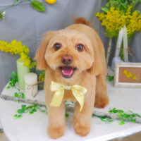 【山手店】2021年4月2日のワンちゃん達♪