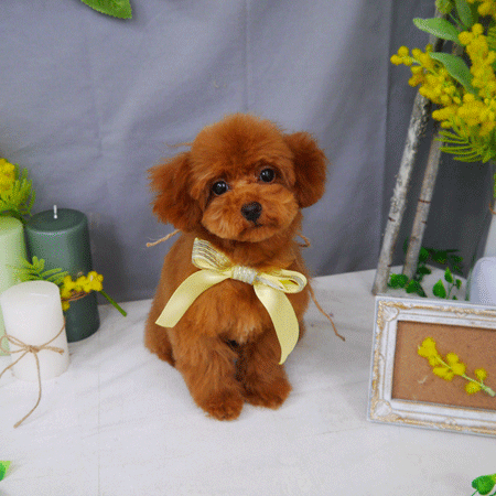 【山手店】2021年4月9日のワンちゃん達♪