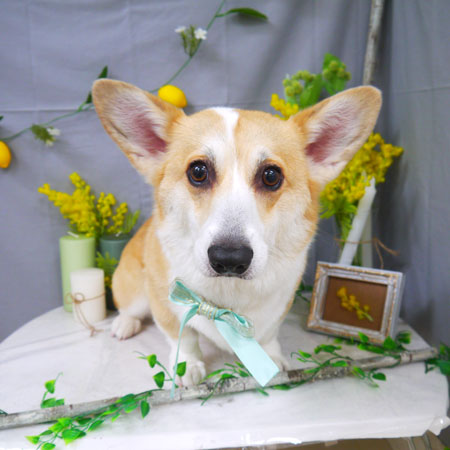 【山手店】2021年4月15日のワンちゃん達♪