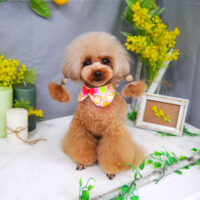 【山手店】2021年4月16日のワンちゃん達♪