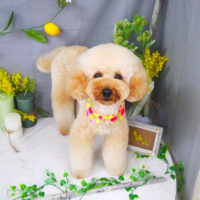 【山手店】2021年4月17日のワンちゃん達♪