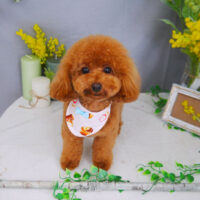 【山手店】2021年4月18日のワンちゃん達♪