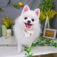 【山手店】2021年4月22日のワンちゃん達♪