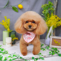 【山手店】2021年4月23日のワンちゃん達♪