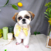 【山手店】2021年4月26日のワンちゃん達♪