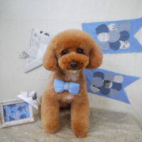 【山手店】2021年4月30日のワンちゃん達♪