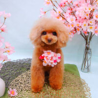 【池下店】2021年4月1日のワンちゃん達♪