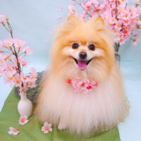 【池下店】2021年4月2日のワンちゃん達♪