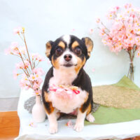 【池下店】2021年4月3日のワンちゃん達♪