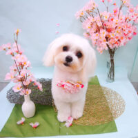 【池下店】2021年4月4日のワンちゃん達♪