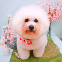 【池下店】2021年4月5日のワンちゃん達♪