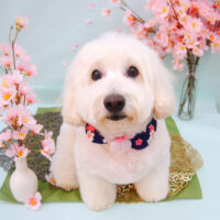 【池下店】2021年4月8日のワンちゃん達♪