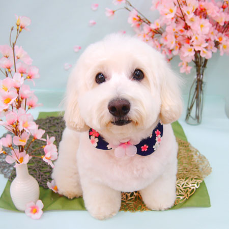 【池下店】2021年4月8日のワンちゃん達♪