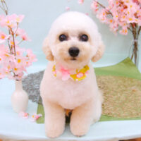 【池下店】2021年4月9日のワンちゃん達♪