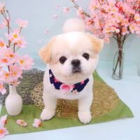 【池下店】2021年4月10日のワンちゃん達♪