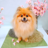 【池下店】2021年4月11日のワンちゃん達♪