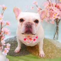 【池下店】2021年4月12日のワンちゃん達♪