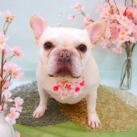 【池下店】2021年4月12日のワンちゃん達♪