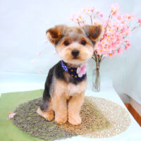 【池下店】2021年4月15日のワンちゃん達♪