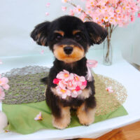 【池下店】2021年4月16日のワンちゃん達♪