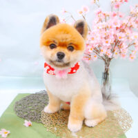 【池下店】2021年4月17日のワンちゃん達♪