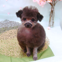 【池下店】2021年4月18日のワンちゃん達♪