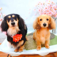 【池下店】2021年4月19日のワンちゃん達♪