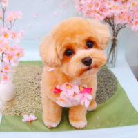 【池下店】2021年4月22日のワンちゃん達♪