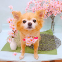 【池下店】2021年4月23日のワンちゃん達♪