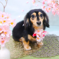 【池下店】2021年4月24日のワンちゃん達♪