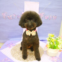 【池下店】2021年4月25日のワンちゃん達♪