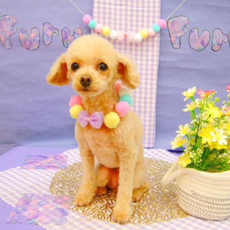 【池下店】2021年4月26日のワンちゃん達♪