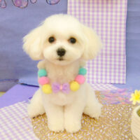 【池下店】2021年4月29日のワンちゃん達♪