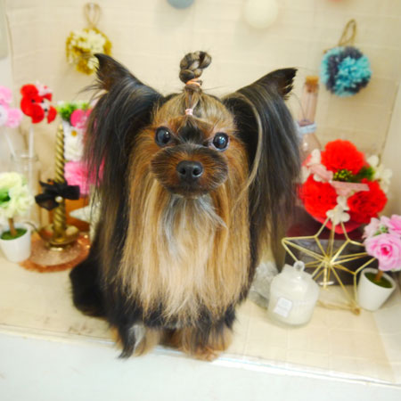 【本店】2021年5月2日のワンちゃん達♪