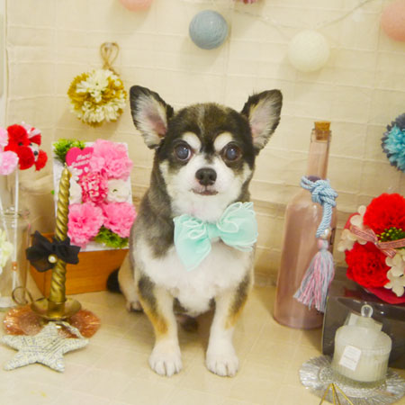 【本店】2021年5月7日のワンちゃん達♪