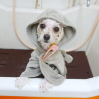 【本店】2021年5月8日のワンちゃん達♪